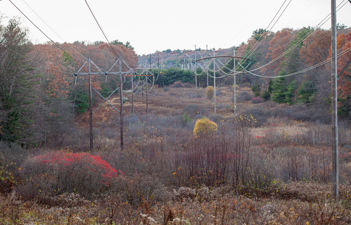 landlocked forest powerlines